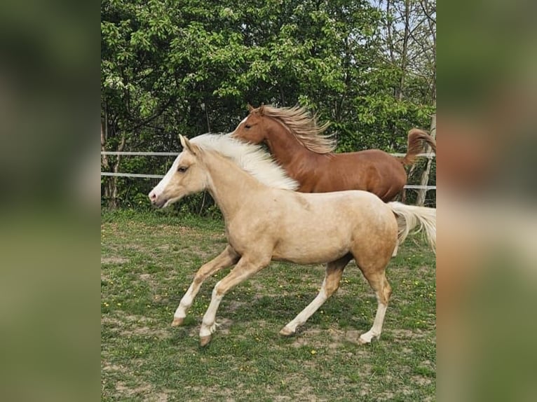 American Quarter Horse Mix Mare 1 year Palomino in Lenartowice