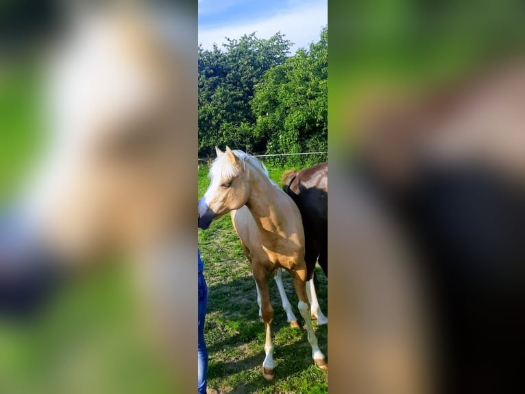 American Quarter Horse Mix Mare 1 year Palomino in Lenartowice