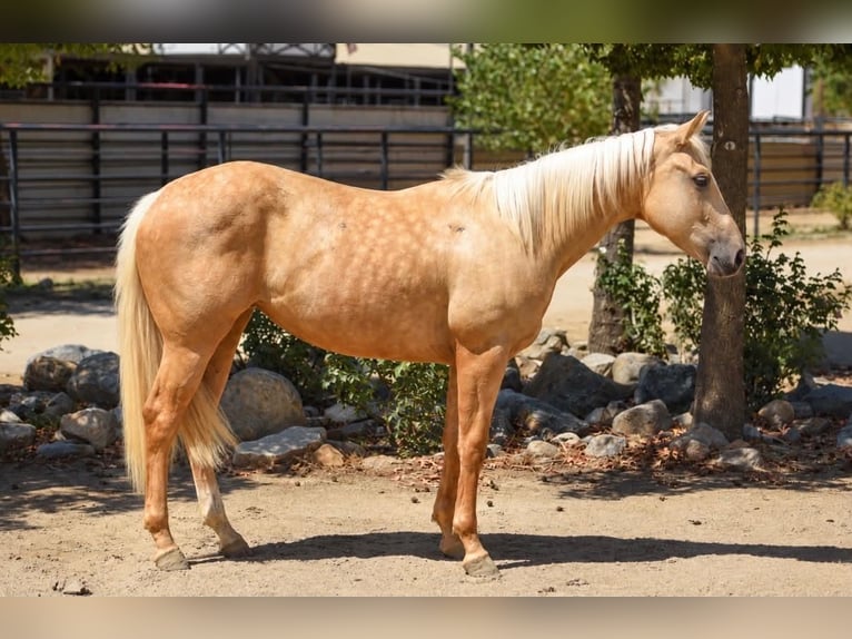 American Quarter Horse Mare 1 year Palomino in Norco