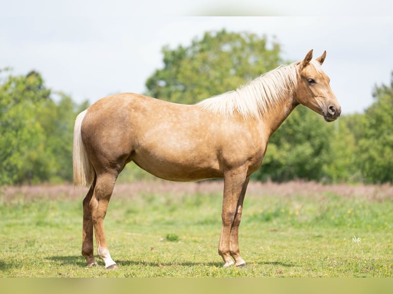 American Quarter Horse Mare 1 year Palomino in Grobbendonk