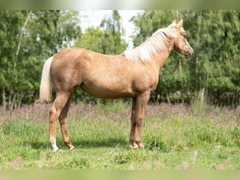 American Quarter Horse Mare 1 year Palomino in Grobbendonk