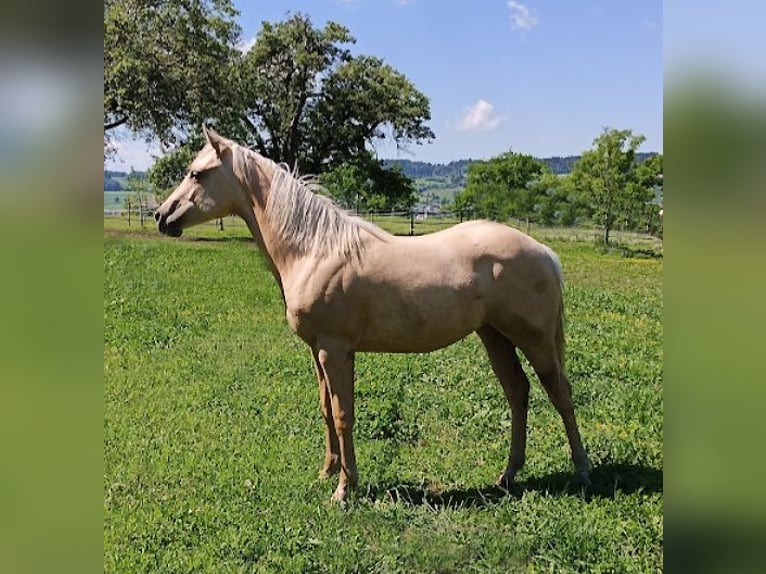 American Quarter Horse Mare 1 year Palomino in Triengen