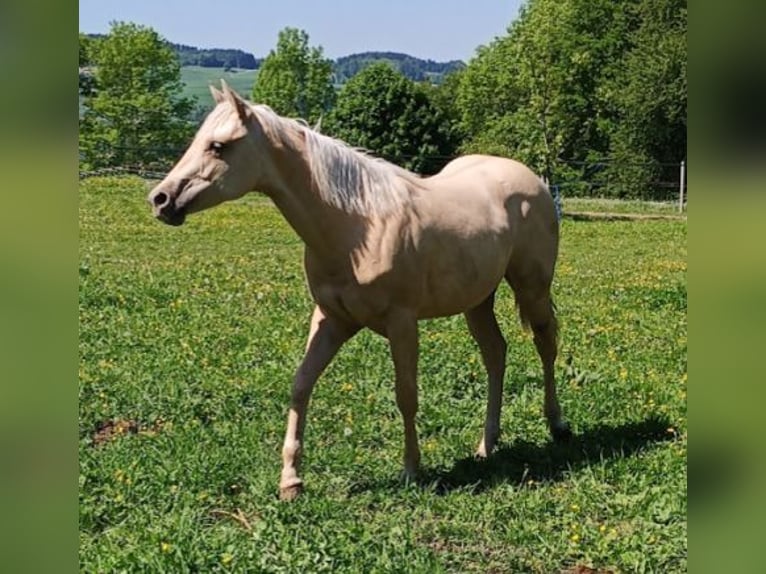 American Quarter Horse Mare 1 year Palomino in Triengen