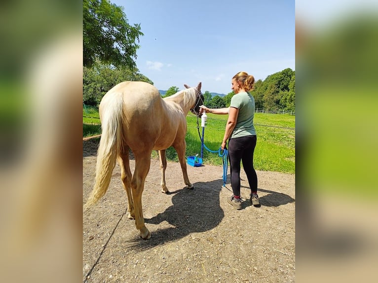 American Quarter Horse Mare 1 year Palomino in Triengen
