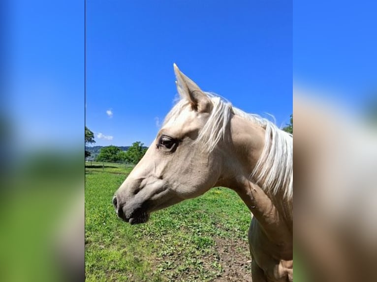 American Quarter Horse Mare 1 year Palomino in Triengen