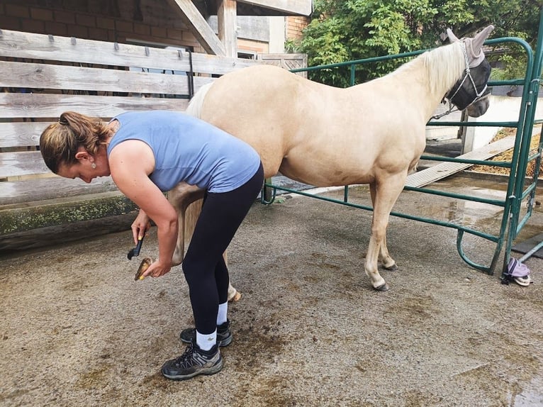 American Quarter Horse Mare 1 year Palomino in Triengen