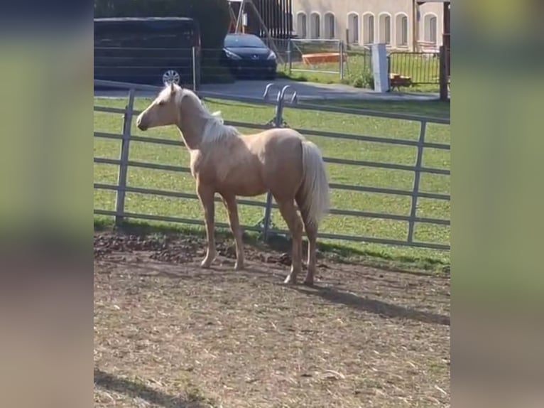 American Quarter Horse Mare 1 year Palomino in Steinach am Brenner