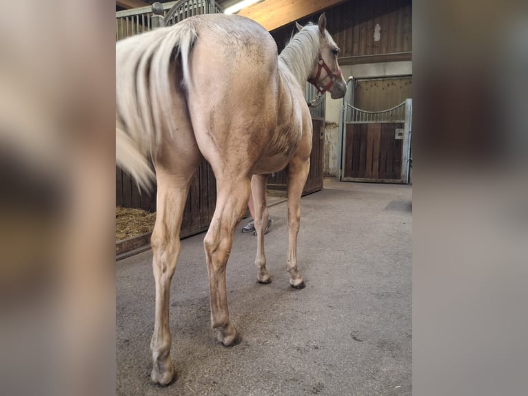 American Quarter Horse Mare 1 year Palomino in Steinach am Brenner