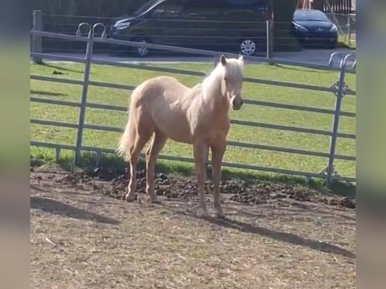 American Quarter Horse Mare 1 year Palomino in Steinach am Brenner