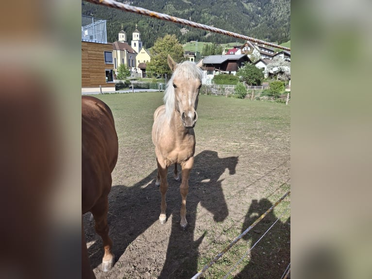 American Quarter Horse Mare 1 year Palomino in Steinach am Brenner