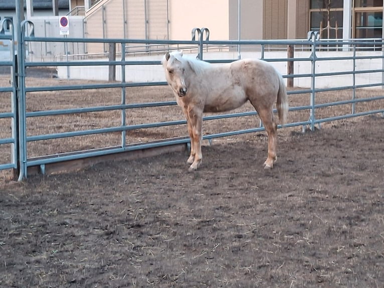 American Quarter Horse Mare 1 year Palomino in Steinach am Brenner