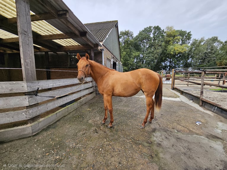 American Quarter Horse Mare 1 year Red Dun in Wieringerwaard
