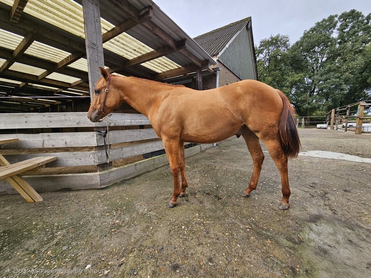 American Quarter Horse Mare 1 year Red Dun in Wieringerwaard