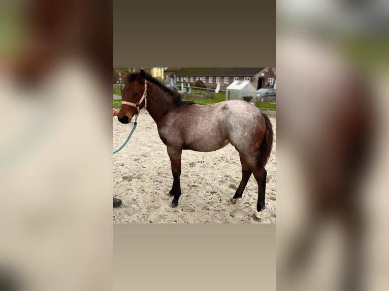 American Quarter Horse Mare 1 year Roan-Bay in Hungen