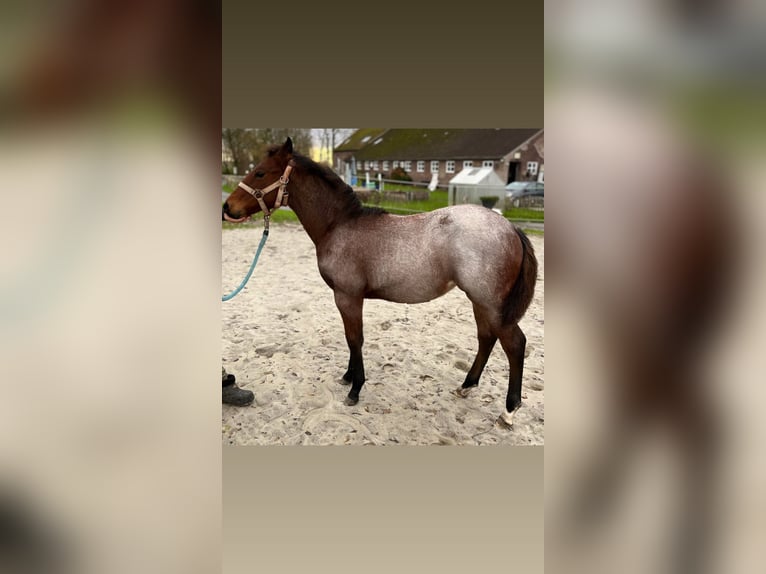 American Quarter Horse Mare 1 year Roan-Bay in Wangerland Hohenkirchen