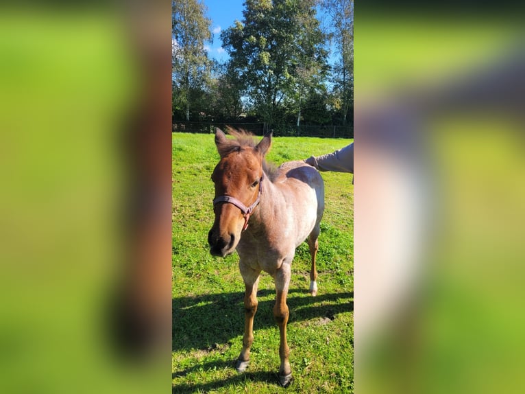 American Quarter Horse Mare 1 year Roan-Bay in Wangerland Hohenkirchen