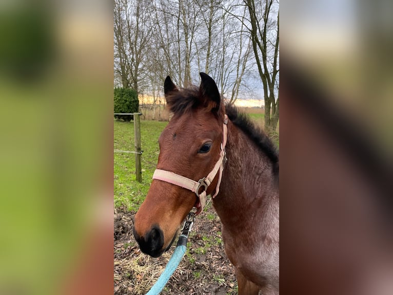 American Quarter Horse Mare 1 year Roan-Bay in Wangerland Hohenkirchen