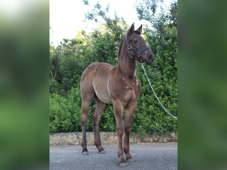 American Quarter Horse Mare 1 year Roan-Blue in Mallorca