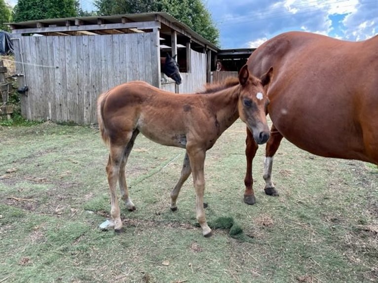 American Quarter Horse Mare 1 year in Rheinfelden