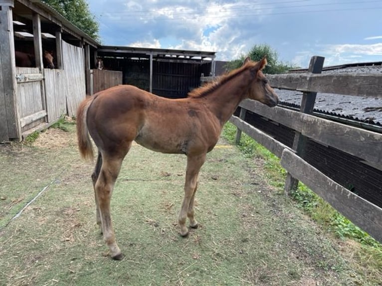 American Quarter Horse Mare 1 year in Rheinfelden