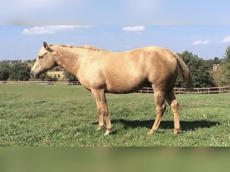 American Quarter Horse Mare 20 years 14.2 hh  in Alfeld (Leine)
