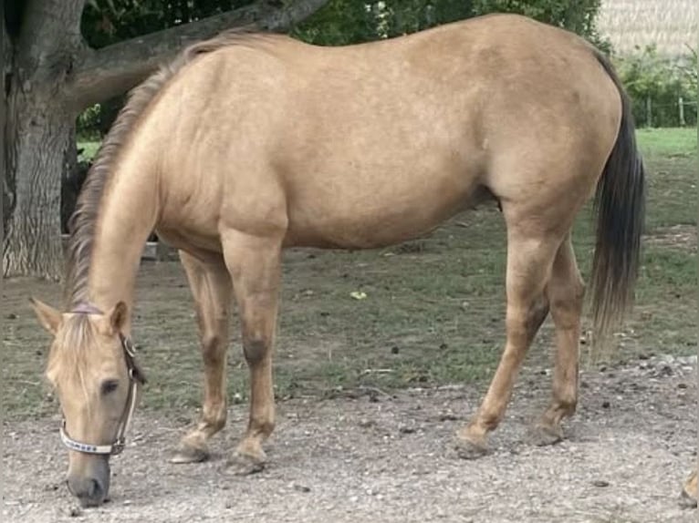 American Quarter Horse Mare 20 years 14.2 hh  in Alfeld (Leine)
