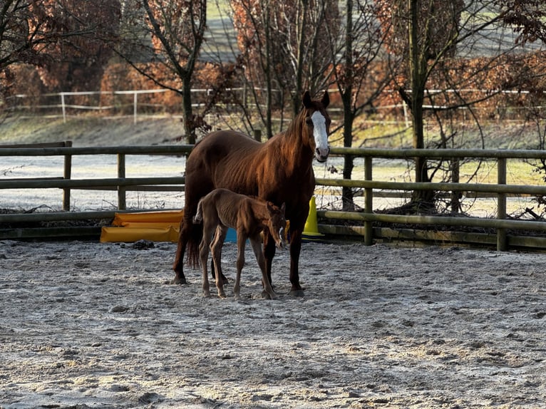 American Quarter Horse Mare 20 years 14,2 hh Chestnut-Red in M&#xFC;hltal