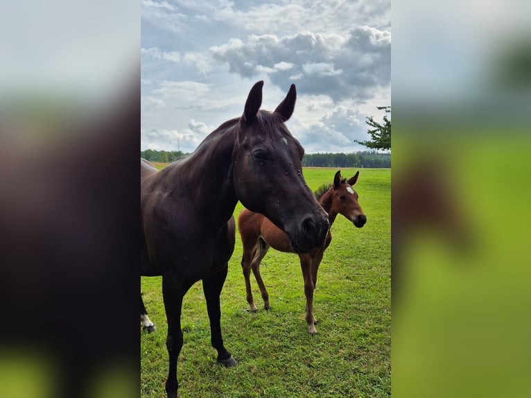 American Quarter Horse Mare 20 years 14,2 hh Black in Mücke
