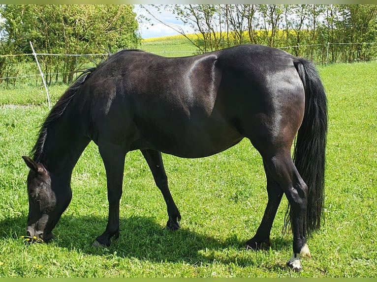 American Quarter Horse Mare 20 years 14,2 hh Black in Mücke