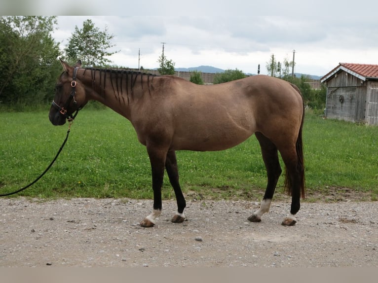 American Quarter Horse Mare 20 years 15.1 hh Grullo in Seekirchen