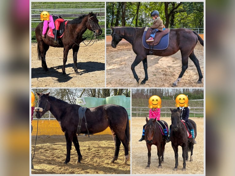 American Quarter Horse Mare 20 years 15 hh Black in Waldshut-Tiengen