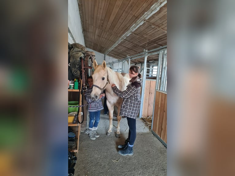 American Quarter Horse Mare 20 years 15,1 hh Palomino in Dullikendulliken