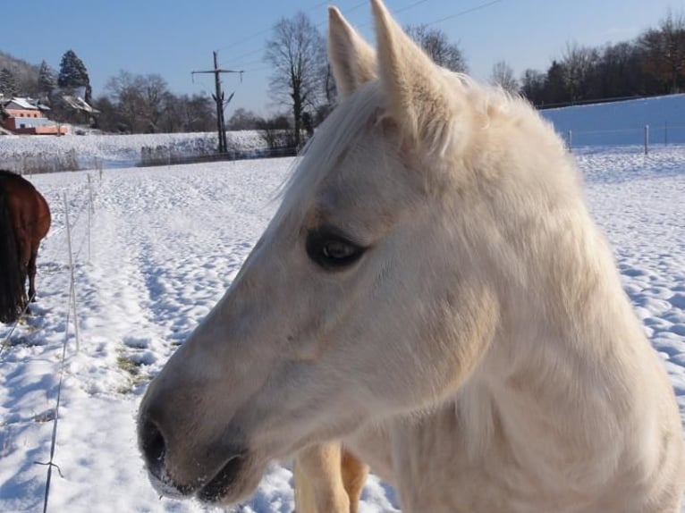 American Quarter Horse Mare 20 years 15,1 hh Palomino in Dullikendulliken
