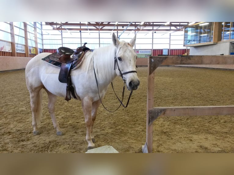 American Quarter Horse Mare 20 years 15,1 hh Palomino in Dullikendulliken