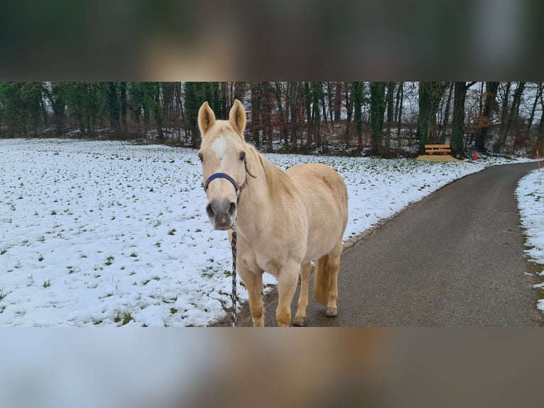 American Quarter Horse Mare 20 years 15,1 hh Palomino in Dullikendulliken