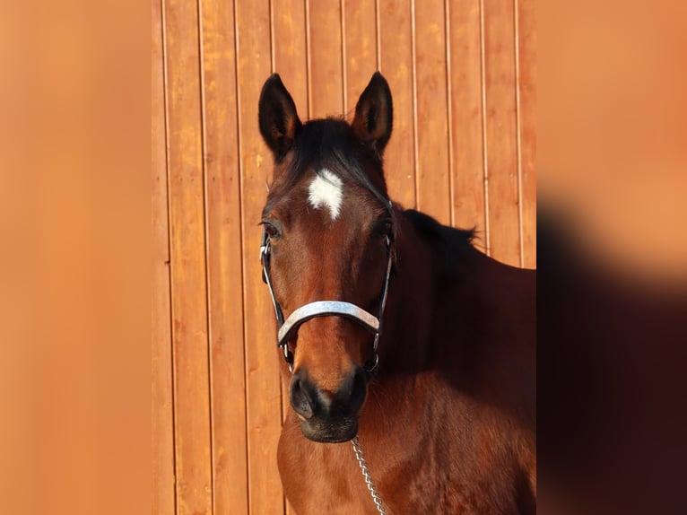 American Quarter Horse Mare 21 years 14.2 hh Brown in Borgentreich