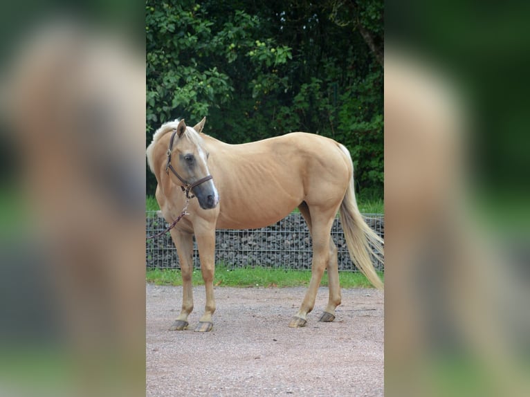 American Quarter Horse Mare 21 years 14,2 hh Palomino in Nohfelden