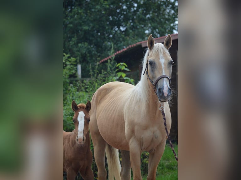 American Quarter Horse Mare 21 years 14,2 hh Palomino in Nohfelden