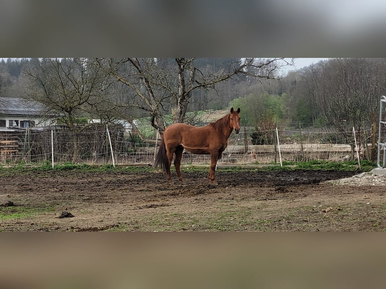 American Quarter Horse Mare 21 years 15 hh in Völkermarkt