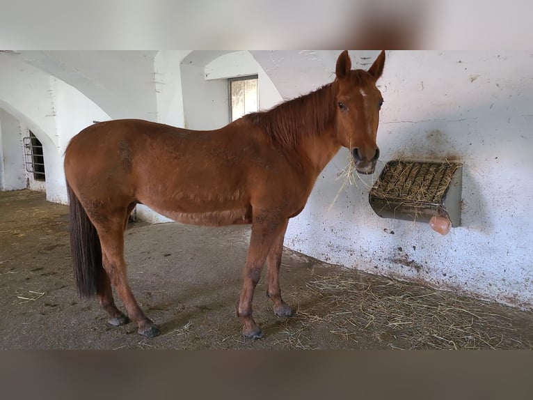 American Quarter Horse Mare 21 years 15 hh in Völkermarkt