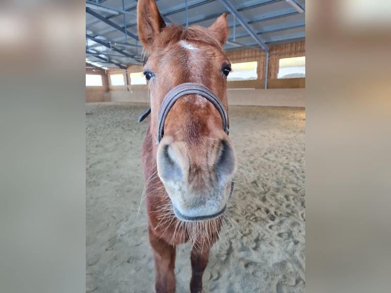 American Quarter Horse Mare 21 years 15 hh in Völkermarkt