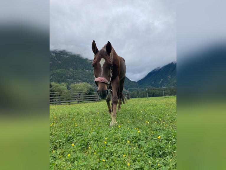 American Quarter Horse Mare 22 years 15,1 hh Brown in Längenfeld