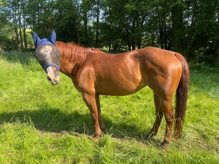 American Quarter Horse Mare 22 years 15 hh Chestnut-Red in Pfeffelbach