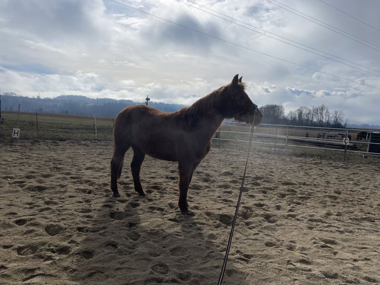 American Quarter Horse Mare 22 years 15 hh  in Völkermarkt