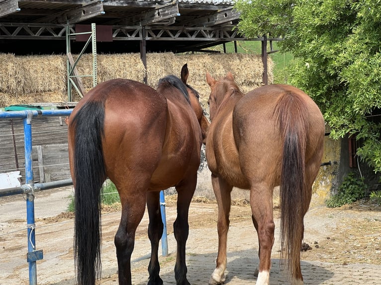 American Quarter Horse Mare 22 years Sorrel in Rastatt