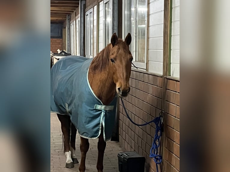 American Quarter Horse Mare 23 years 14,2 hh Chestnut-Red in Rheda-Wiedenbr&#xFC;ck