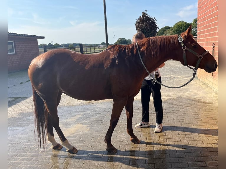 American Quarter Horse Mare 23 years 14,2 hh Chestnut-Red in Rheda-Wiedenbr&#xFC;ck