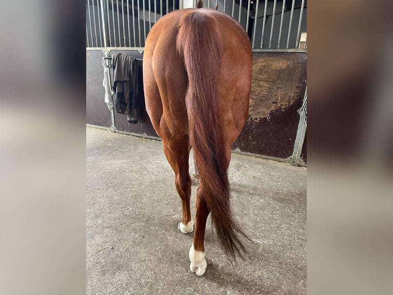 American Quarter Horse Mare 23 years 14,2 hh Chestnut-Red in Rheda-Wiedenbr&#xFC;ck