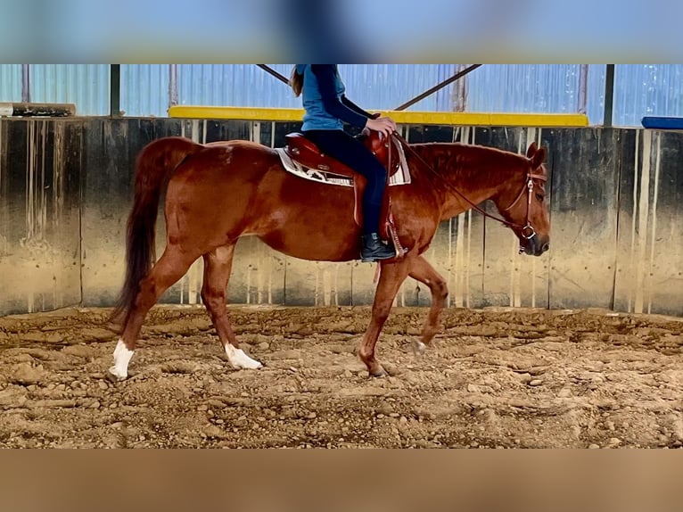 American Quarter Horse Mare 23 years 14,2 hh Chestnut-Red in Rheda-Wiedenbr&#xFC;ck