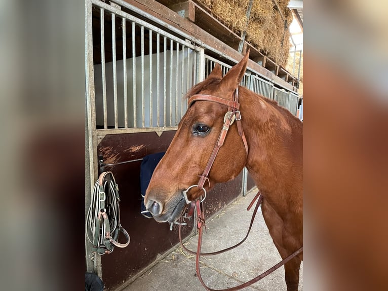 American Quarter Horse Mare 23 years 14,2 hh Chestnut-Red in Rheda-Wiedenbr&#xFC;ck